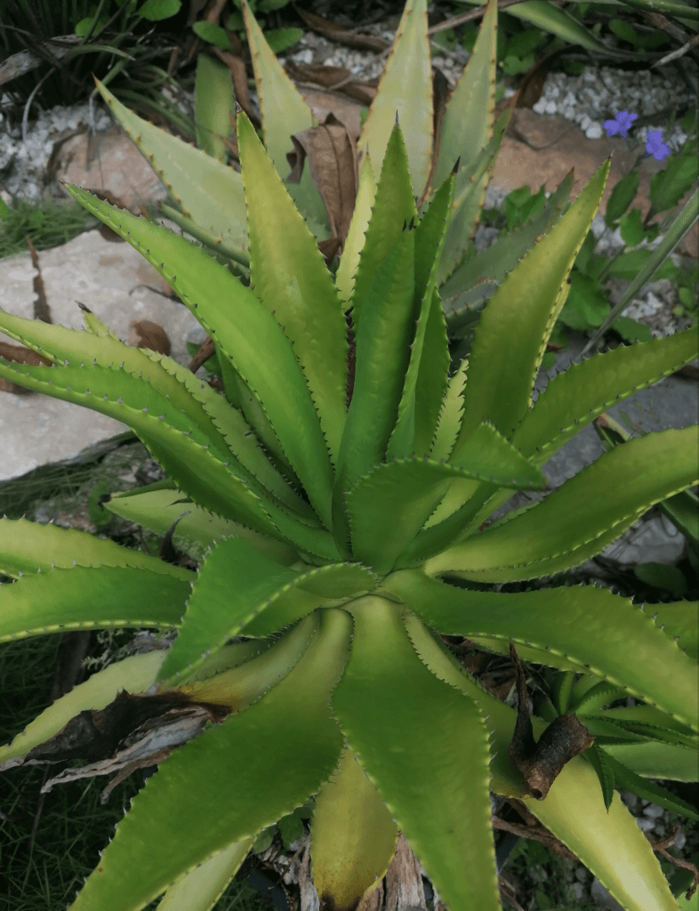 Agave sp. nov. tabasco